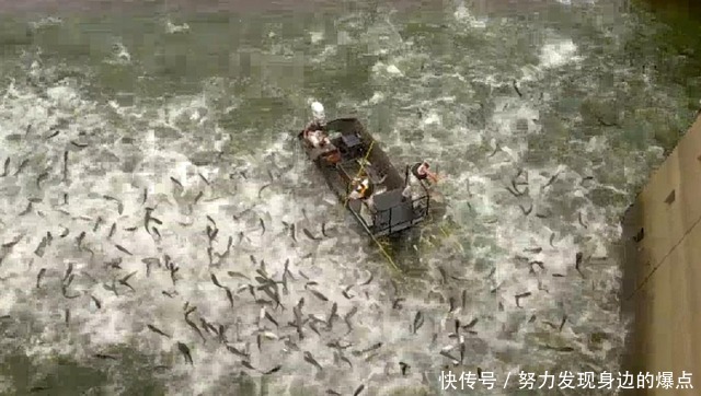 亚洲鲤鱼泛滥,逼疯老外出绝招“回旋镖”,整条河都能赶尽杀绝