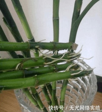 邻居|富贵竹总是养不活, 看到邻居家才发现自己方法错了