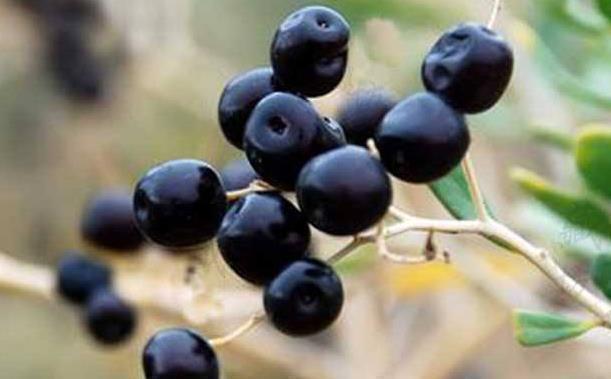 白芍|妇科炎症别担心,多用4味中药泡水喝,补气血,子宫也更健康