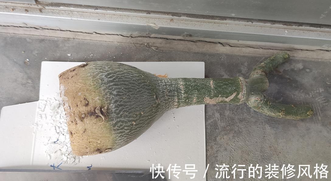 泡沫板|沙漠玫瑰好养开花多,如果养出“八爪鱼”根系,才是最美的