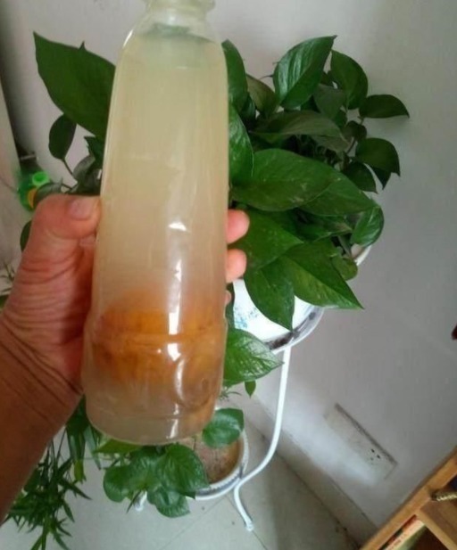 3种“水果皮”,不仅能吃,还能当肥料,养啥花都能“爆盆”