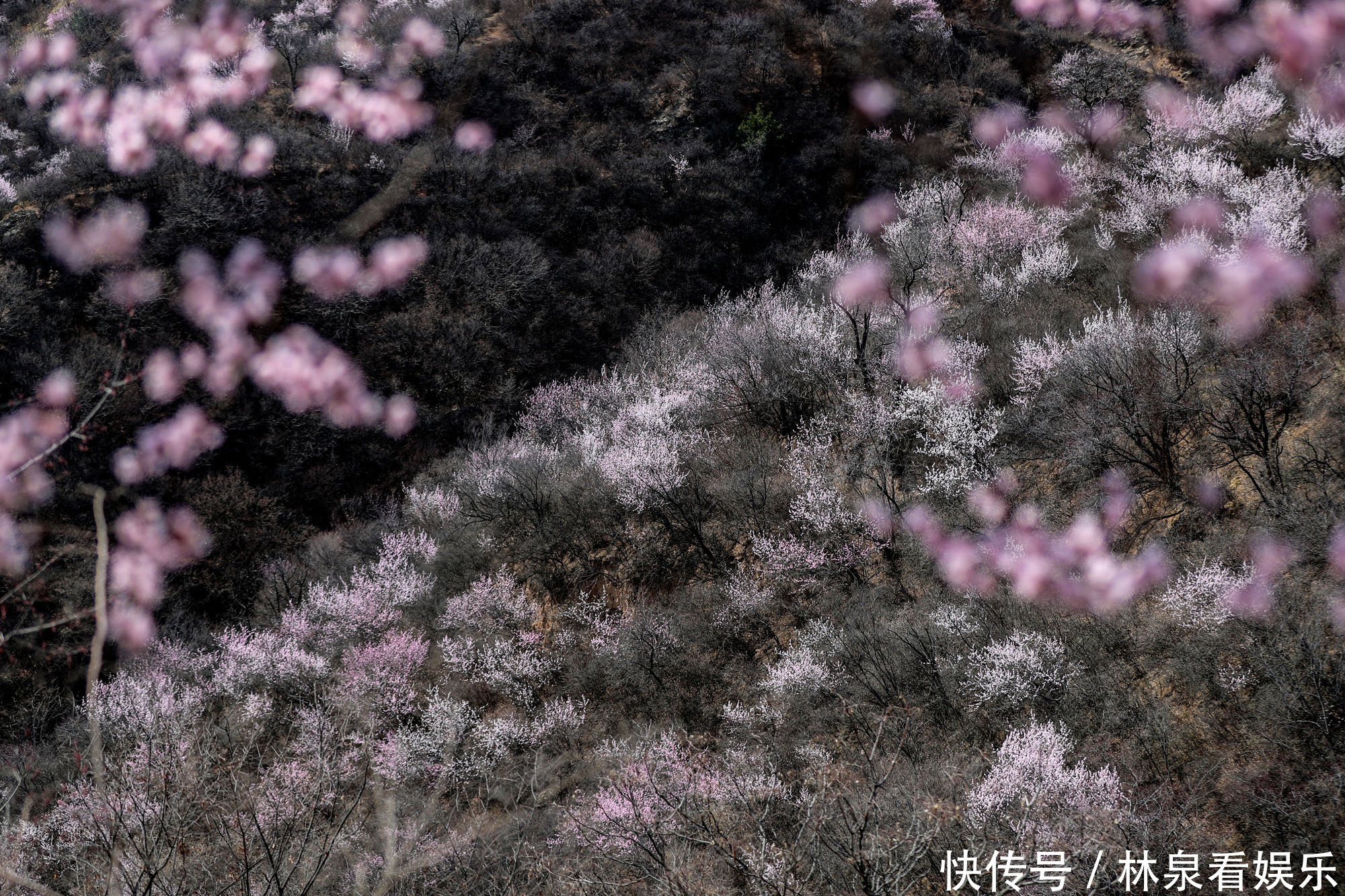 大山|晋南7旬老人隐居深山桃花岛，喝山泉吃草药，养鸡放羊活成啥样子