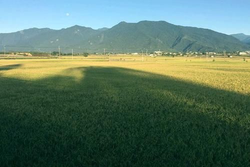 桃花林|世有桃源,不慌不忙