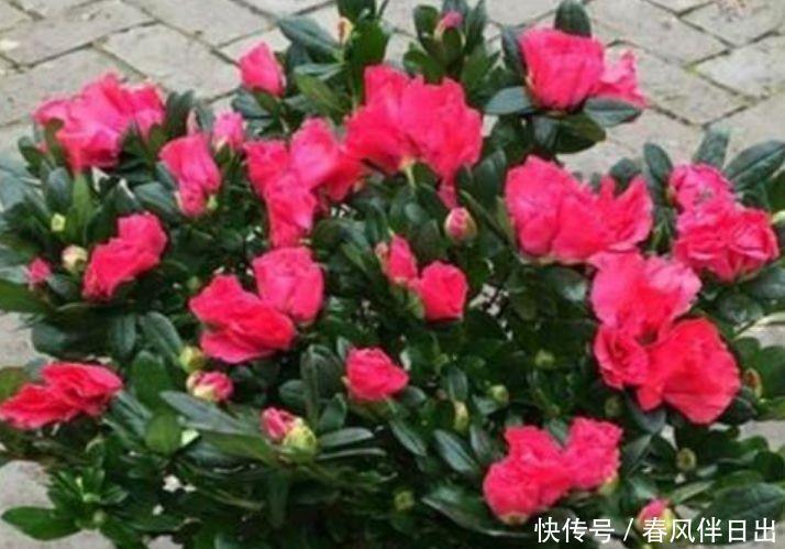 几款花卉超美的，花朵小巧玲珑，香气浓郁，比香水好闻