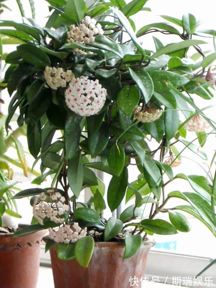 比绿萝还耐阴的花，养1盆能爬上房顶，开花比香水还香！