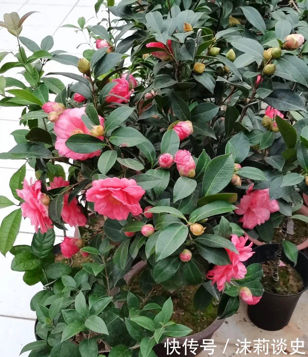 十大最受欢迎年宵花,学会挑选,才不上当