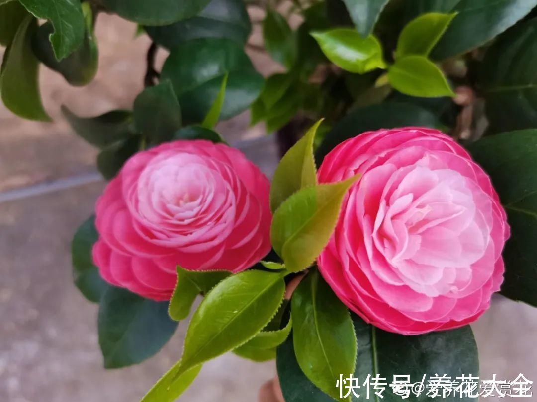 绣球|10种花不怕冷,先别搬进屋,放外面冻一冻,开花更旺