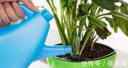 拿白醋养杜鹃、栀子花、绿萝,原来用法有区别,效果也不一样