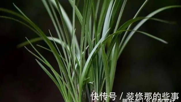 植料|兰花一直养不壮？而且难开花？这些原因如何处理？教你一个小技巧