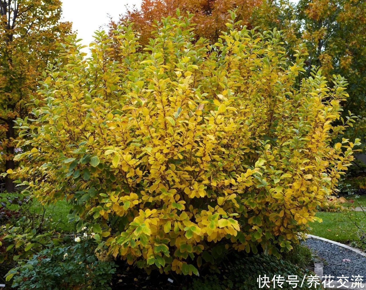 寒冷的冬春时节灿烂开花的8种观赏花卉,可露养在户外,打理简单