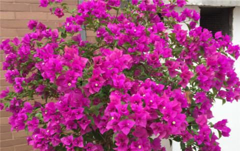 三角梅不开花,夏天“虐一虐”,花芽直冒,盆盆开满花