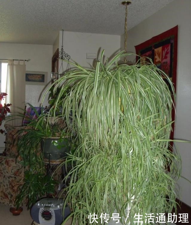 吊兰促进长匍匐分枝的秘诀，茎叶枯萎要怎么解救！