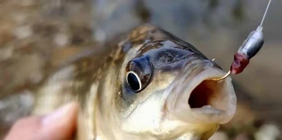 鱼口太多中鱼率低?自从换用这3招,每次提竿都有鱼,特过瘾