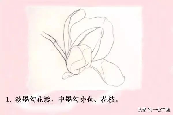 鸳鸯#图文教程——工笔玉兰画法