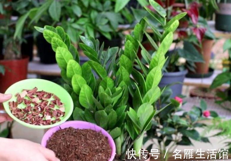 枝叶|客厅见树,家业稳固!适合客厅养的五种树,大气美观,幸福感倍增