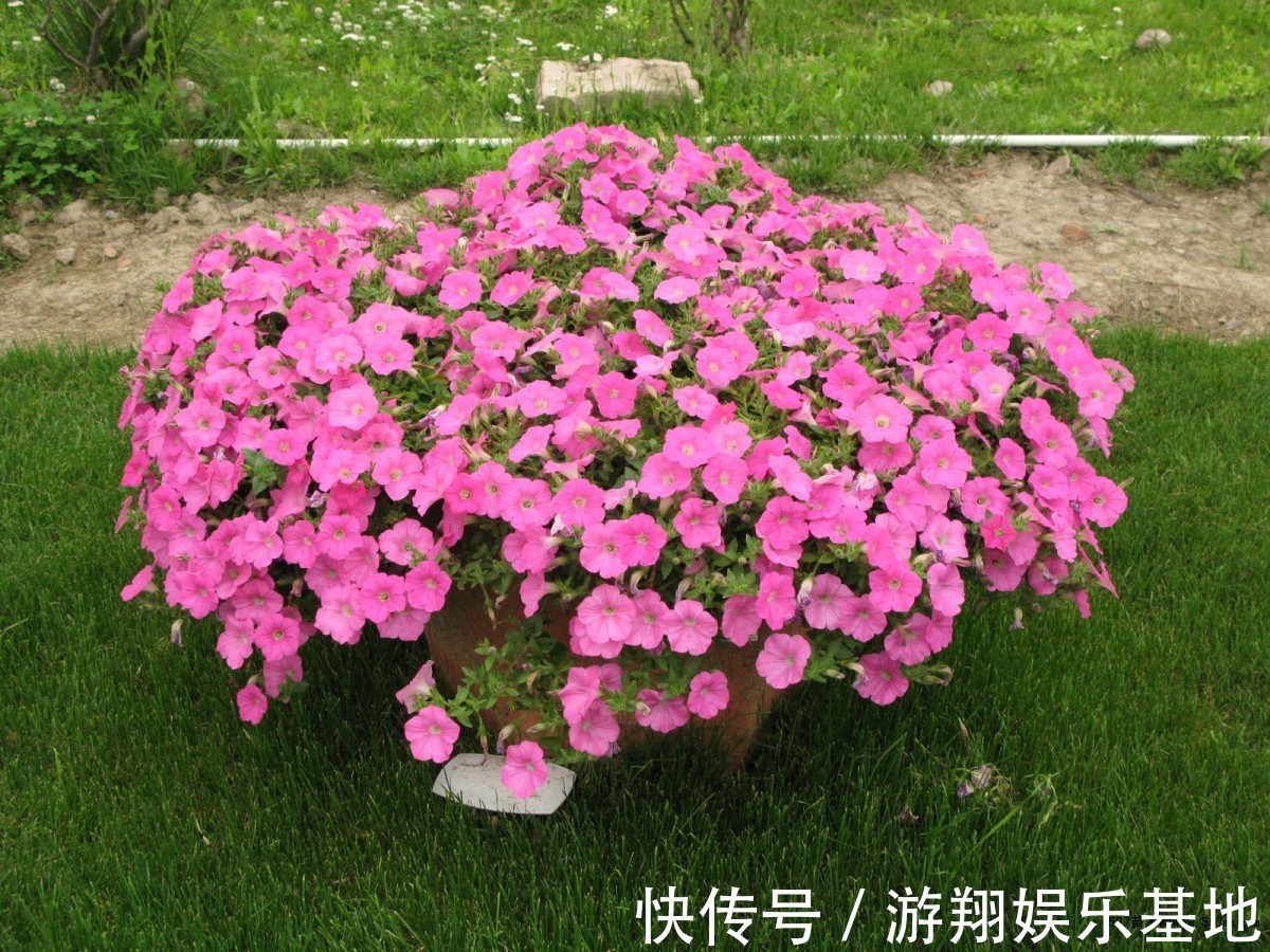 有机肥料|花卉里也有“劳模”，3种一年开到头，第2种还能养成“棒棒糖”