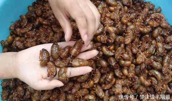 “知了猴”真是营养美食吗为什么树洞里的蚂蚁不吃“知了猴”