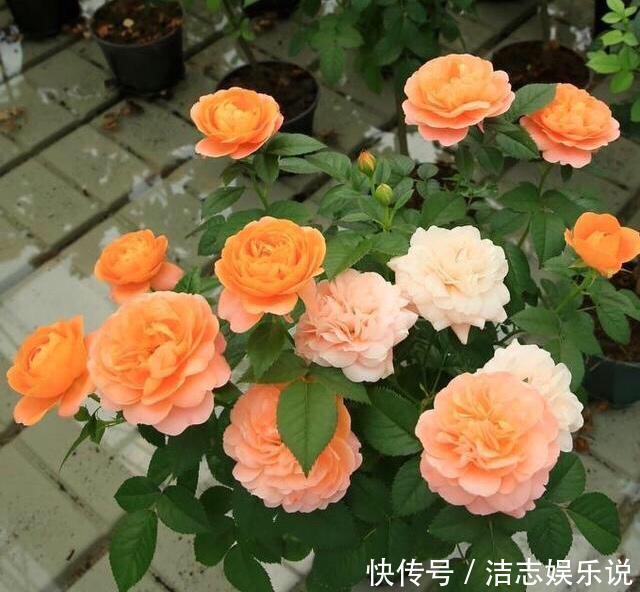 病虫害|盆栽月季黄叶4个“方法”解决，片片叶子绿，花儿开爆盆长势旺