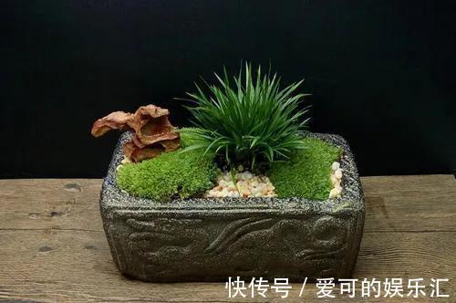 菖蒲草是个宝，遇到做成盆景最美，你会养护吗