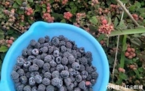 美好时光|农村特有的这种“鸡屎泡”,你吃过没?中医说它可是味很好的药材