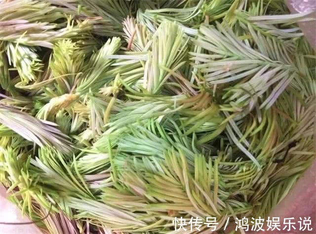 叶子|中国最好吃的6种极品野菜,你若是全吃过,请收下我的“膝盖”
