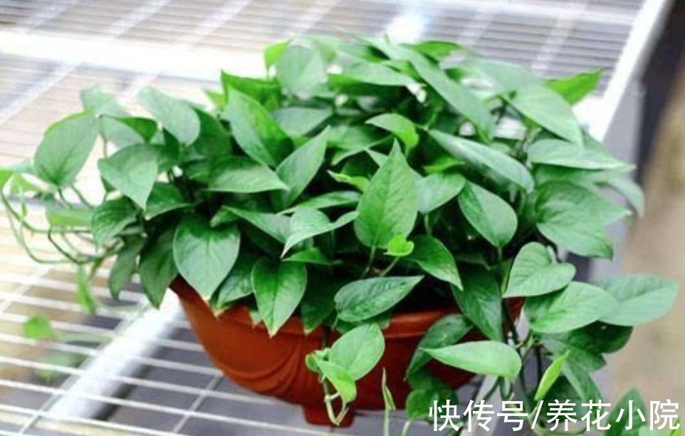 天冷了，给绿萝补点“营养”，整个冬天叶子绿油油
