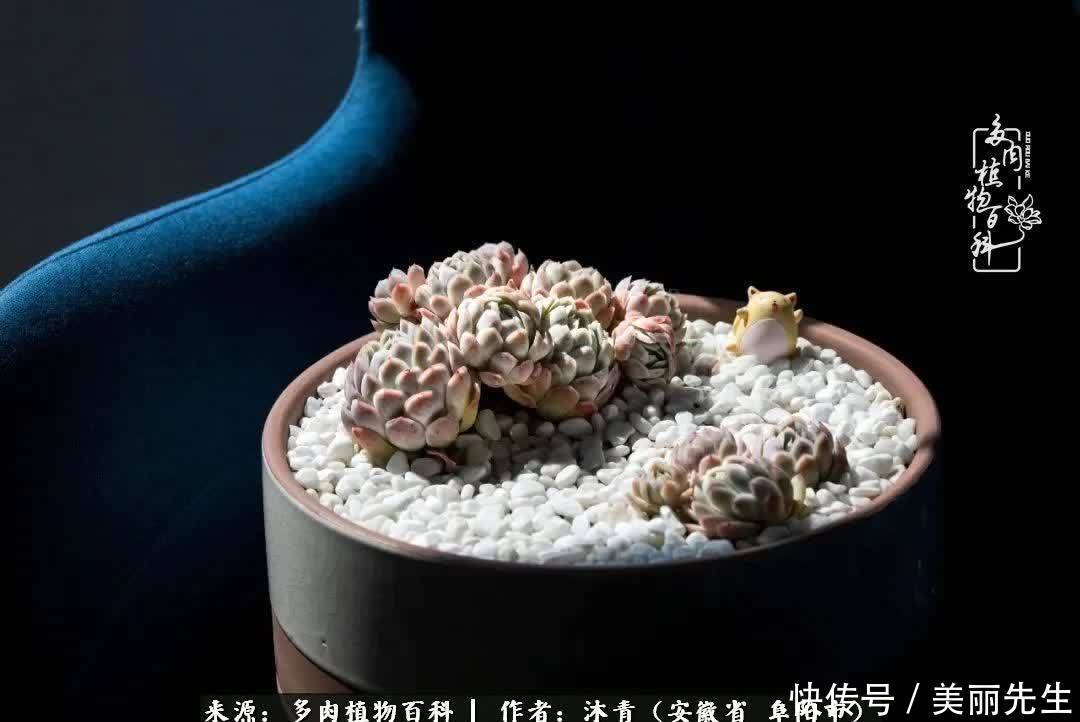 多肉——入了我的时光画卷!