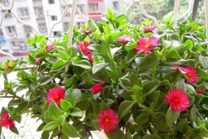 4款艳美的花卉,花大色艳花期长,名字好听,花更美