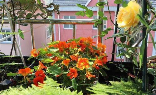 家庭养花肥料的选择十分重要,不要过多也不要滥用,有此几种足够