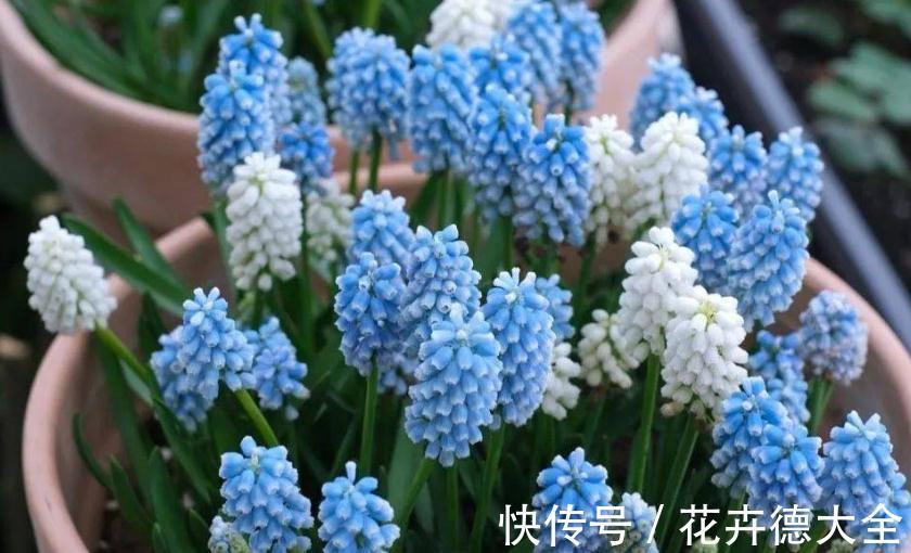 养护|适合秋季养殖的3种球根植物,阳台盆栽,2个月就开花,美极了