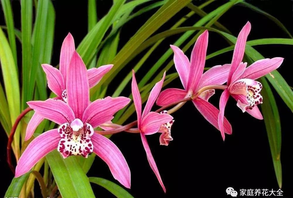 养兰花，稳抓3个“爆盆点”，新芽猛蹿，开花一片！