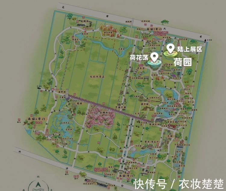 “四蒂睡莲”长什么样?一起来花博园看荷花、莲花群芳争艳