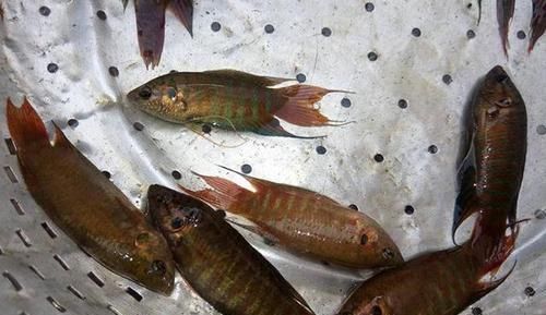 儿时农村田间的野生小鱼,如今慢慢的消失了,你们那还有吗?