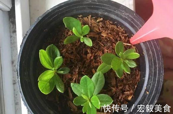 天竺葵|3种懒人扦插法,插啥都活,大白根蹭蹭冒!