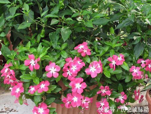 推荐10款小草花,专为阳台而生,花色艳丽,值得拥有!