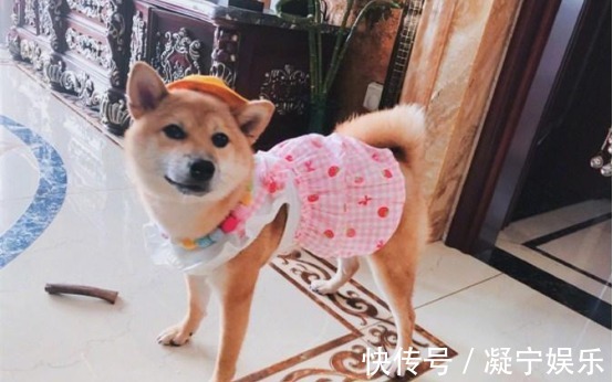 宋茜把《向往的生活》中小碗领走了,网友小碗变美丽了