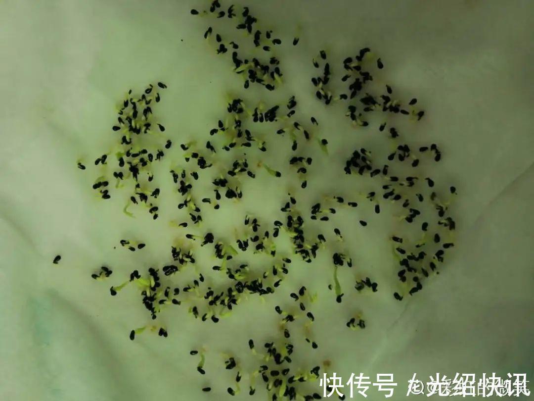 大粗杆插土里,7天生根,当年结果压弯枝,不用买水果了!