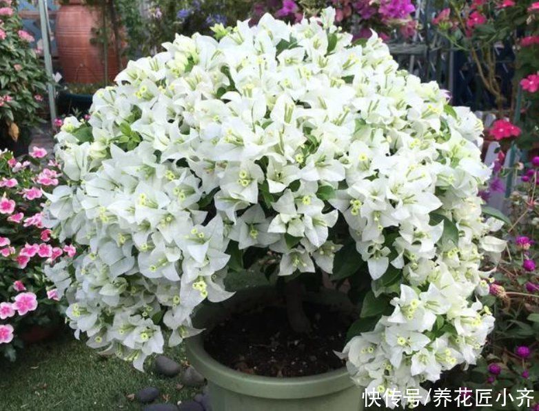 要想三角梅开成“花球”，要定期修剪，再做好4点，才能花开不停