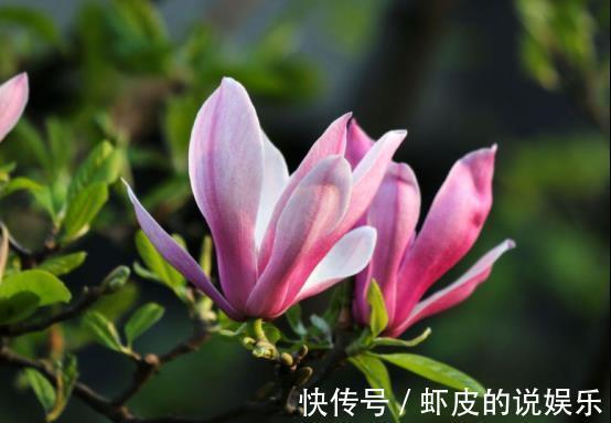 茉莉花|农历十一月大雪过后，养什么花？家里养3种花，红红火火喜迎新春