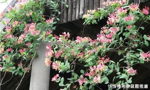 浓郁|别再养绿萝了,此花香味浓郁,花型独特,阳台再小都要养一棵