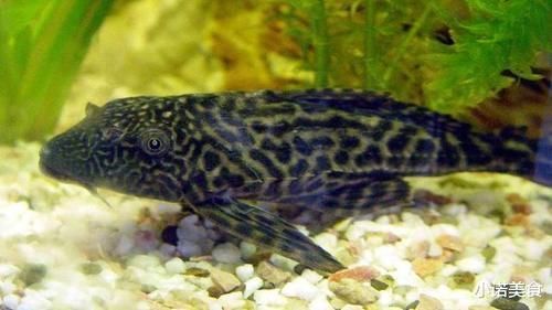 我国公认“最难吃”的6种鱼,如果你全部吃过,我敬你是条汉子