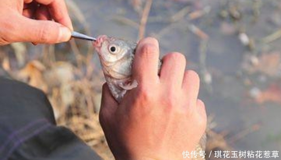 大板|大板鲫不咬钩,只怪天气不好?老钓手换用这套钓法,刚下竿就中鱼