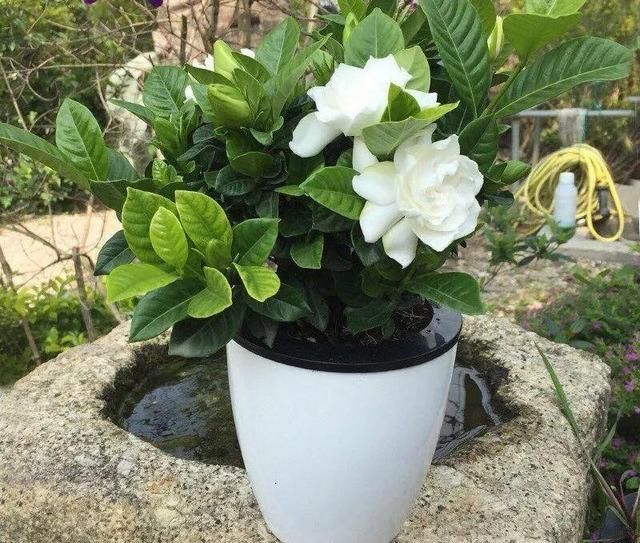 多肉|5种花盆养花，怪不得都死了，全是样子货