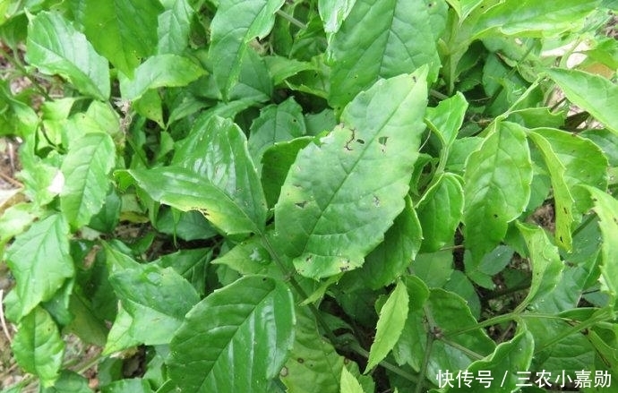 这种抗癌的中草药只有中国特有,你们家乡有吗?