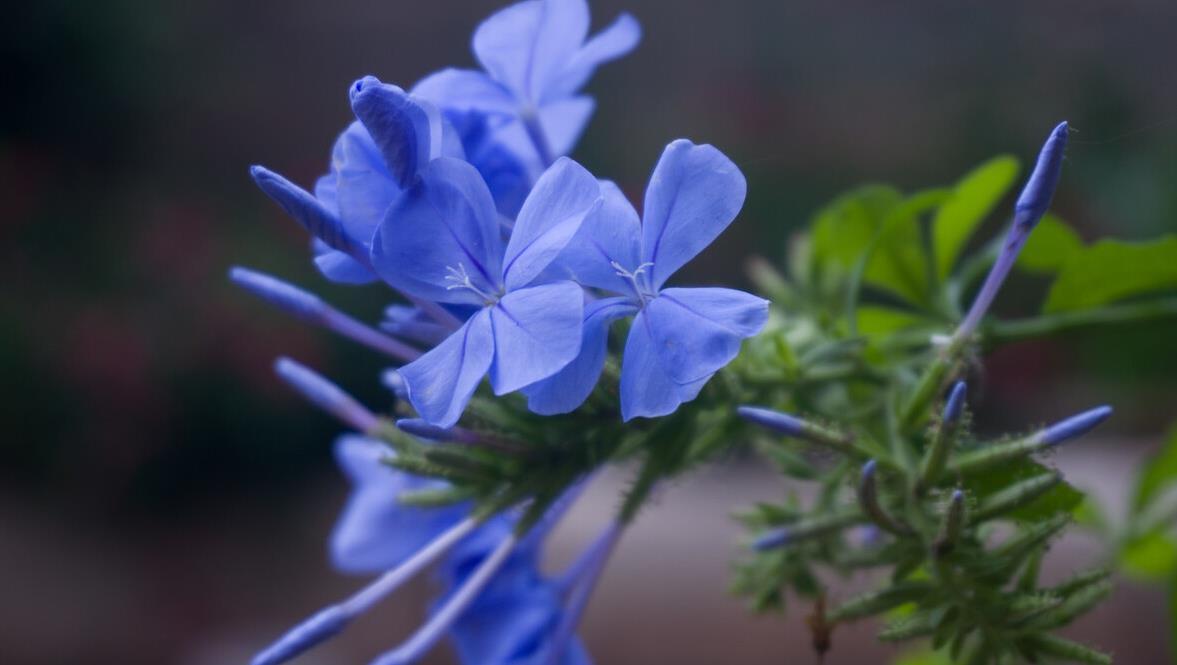 建议大家：逛花市碰到5种花，别犹豫，虽然便宜但巨好养