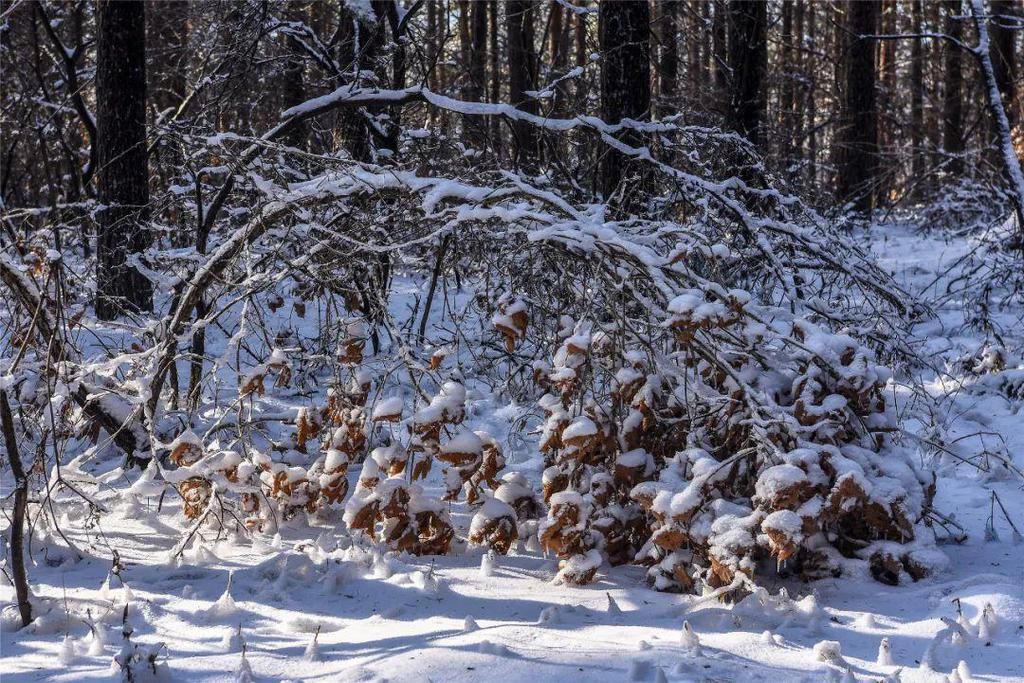 心间|净月潭的雪，美在山川，暖在心间！