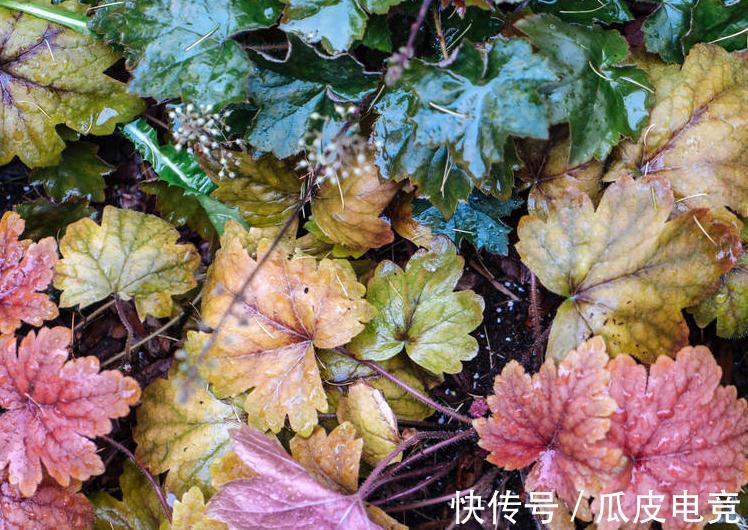 马上进入2022年,新的一年即将开启,为你推荐25种漂亮的花卉