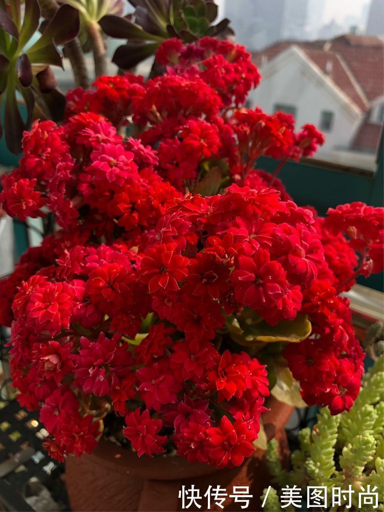 阳台|DIY改造17㎡屋顶花园,忙得不亦乐乎,在喧嚣城市打造一隅静谧