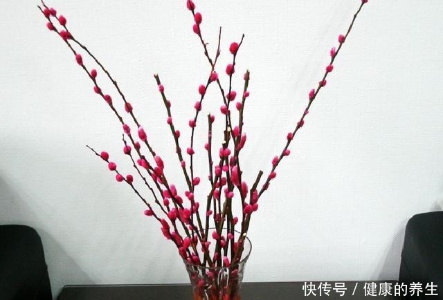 家有银柳,越过越有,这种春节畅销花,有2种打开方式!