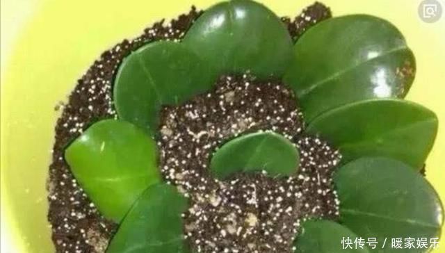 养4种花,摘下片叶子就能扦插,一样能生根成活